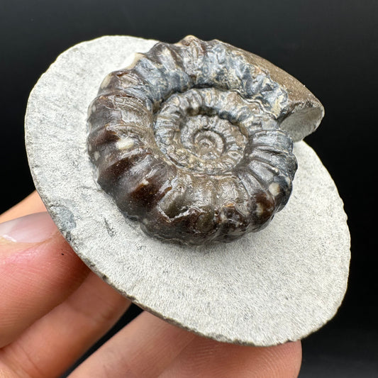 Androgynoceras maculatum ammonite fossil with box and stand - Whitby, North Yorkshire Jurassic Coast Yorkshire Fossils