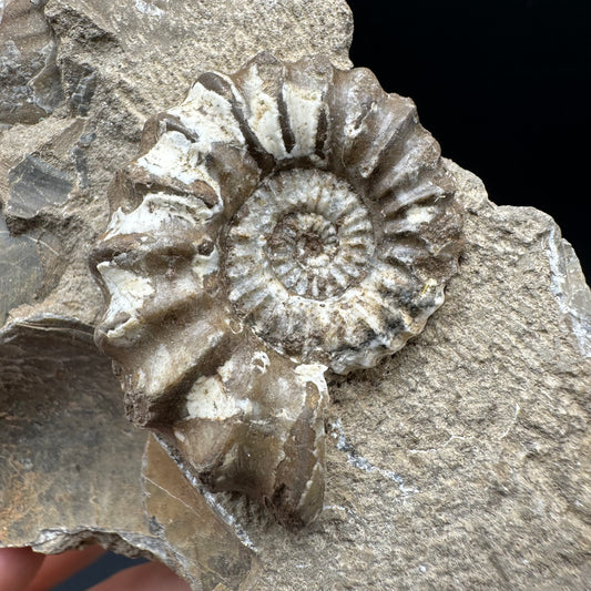 Androgynoceras capricornus Ammonite Fossil With Box And Stand - Whitby, North Yorkshire Jurassic Coast Yorkshire Fossils