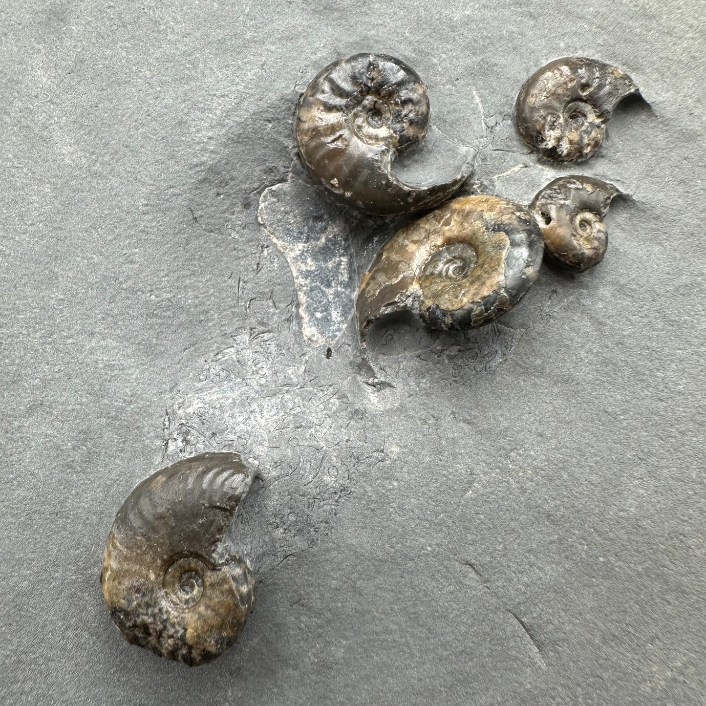 Eleganticeras Elegantulum ammonite with box and stand - Whitby, North Yorkshire Jurassic Coast, Yorkshire Fossils
