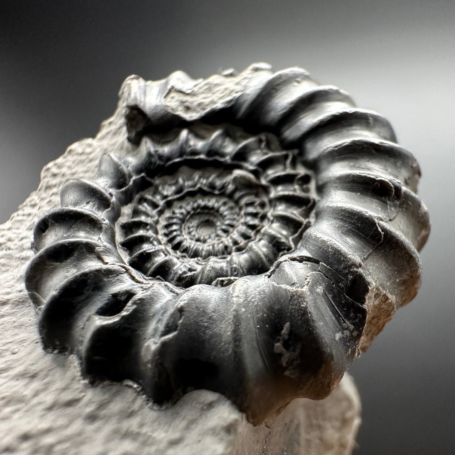 Gagaticeras Ammonite fossil with box and stand - Whitby, North Yorkshire Jurassic Coast Yorkshire Fossils
