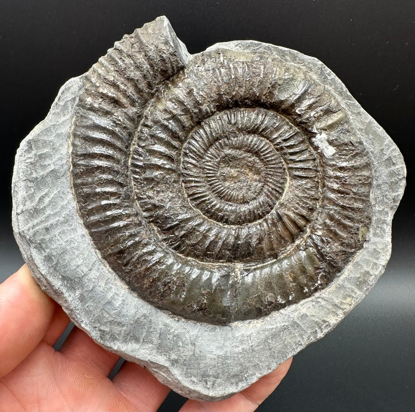 Dactylioceras Ammonite Fossil With Box And Stand - Whitby, North Yorkshire Jurassic Coast Yorkshire Fossils