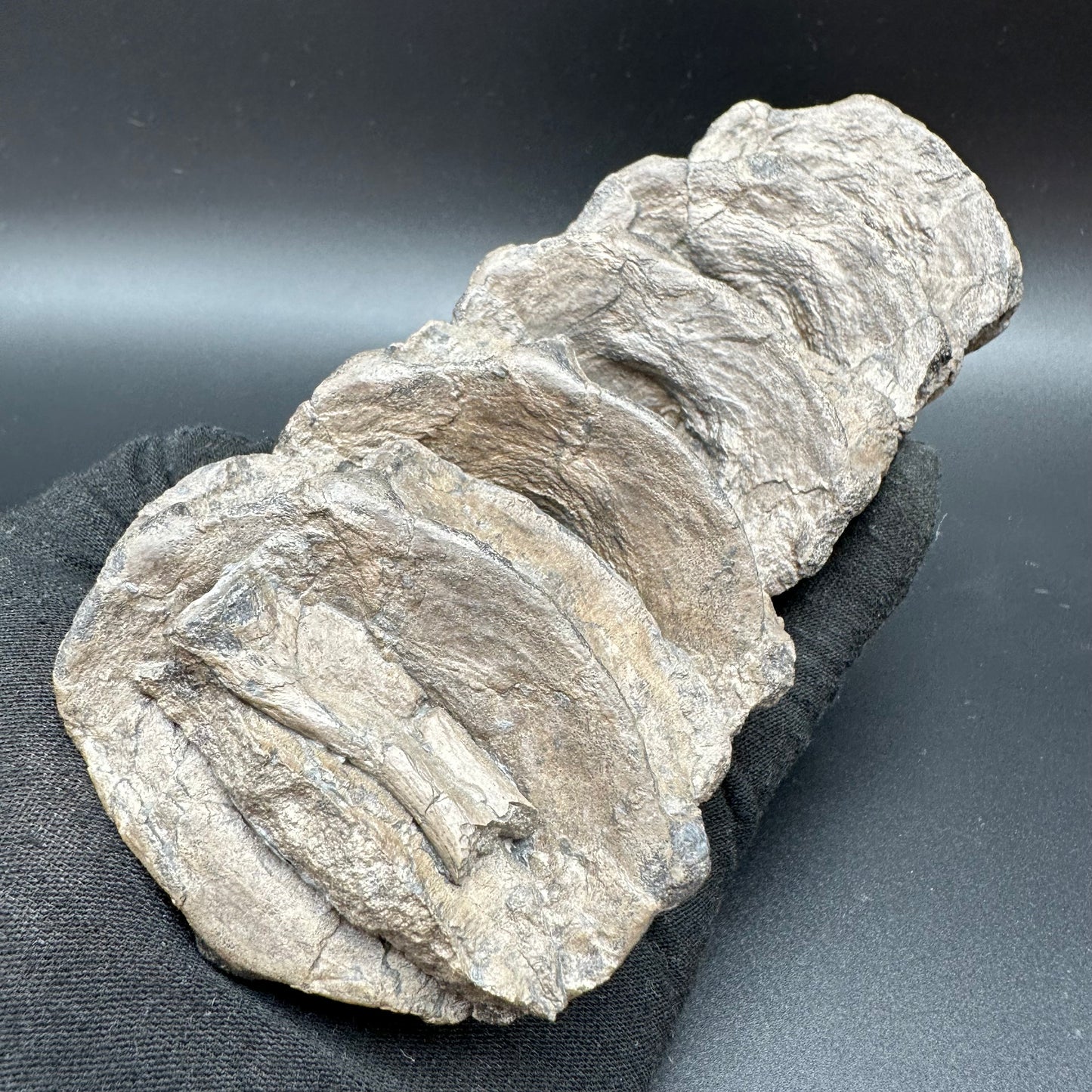 Ichthyosaur Vertebra fossil - Whitby, North Yorkshire Jurassic Coast, Yorkshire fossils