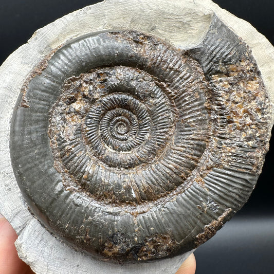 Dactylioceras tenuicostatum Ammonite fossil with box and stand - Whitby, North Yorkshire Jurassic Coast