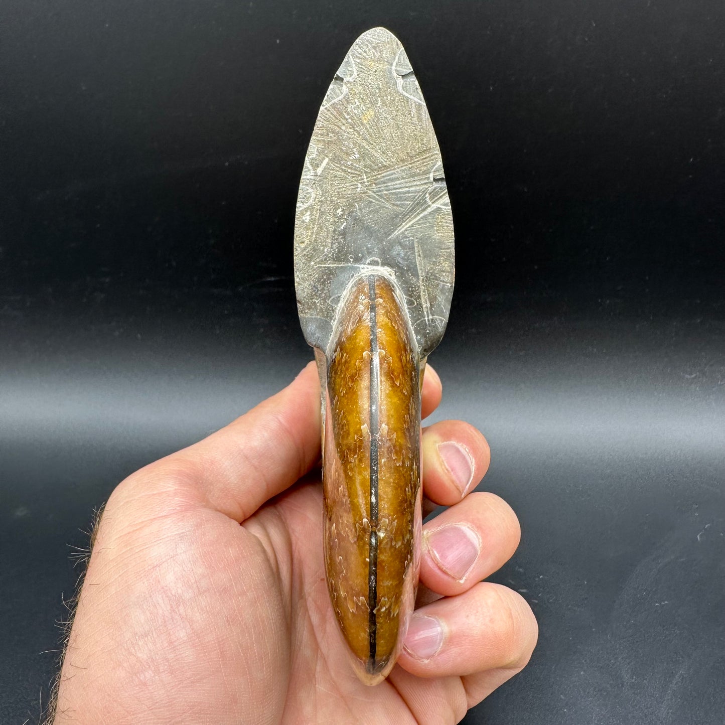 Cleoniceras Ammonite Fossil With Stand - Cretaceous Ammonite Madagascar