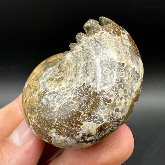Phylloceras Ammonite Fossil With Box And Stand - Cretaceous Ammonite Madagascar