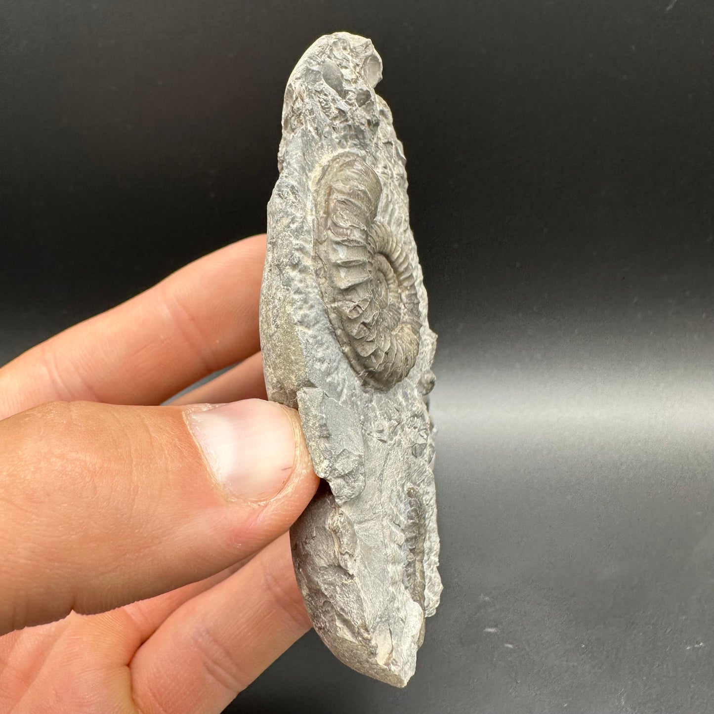 Arnioceras ammonite shell fossil with box and stand - Whitby, North Yorkshire Jurassic Coast Yorkshire Fossils