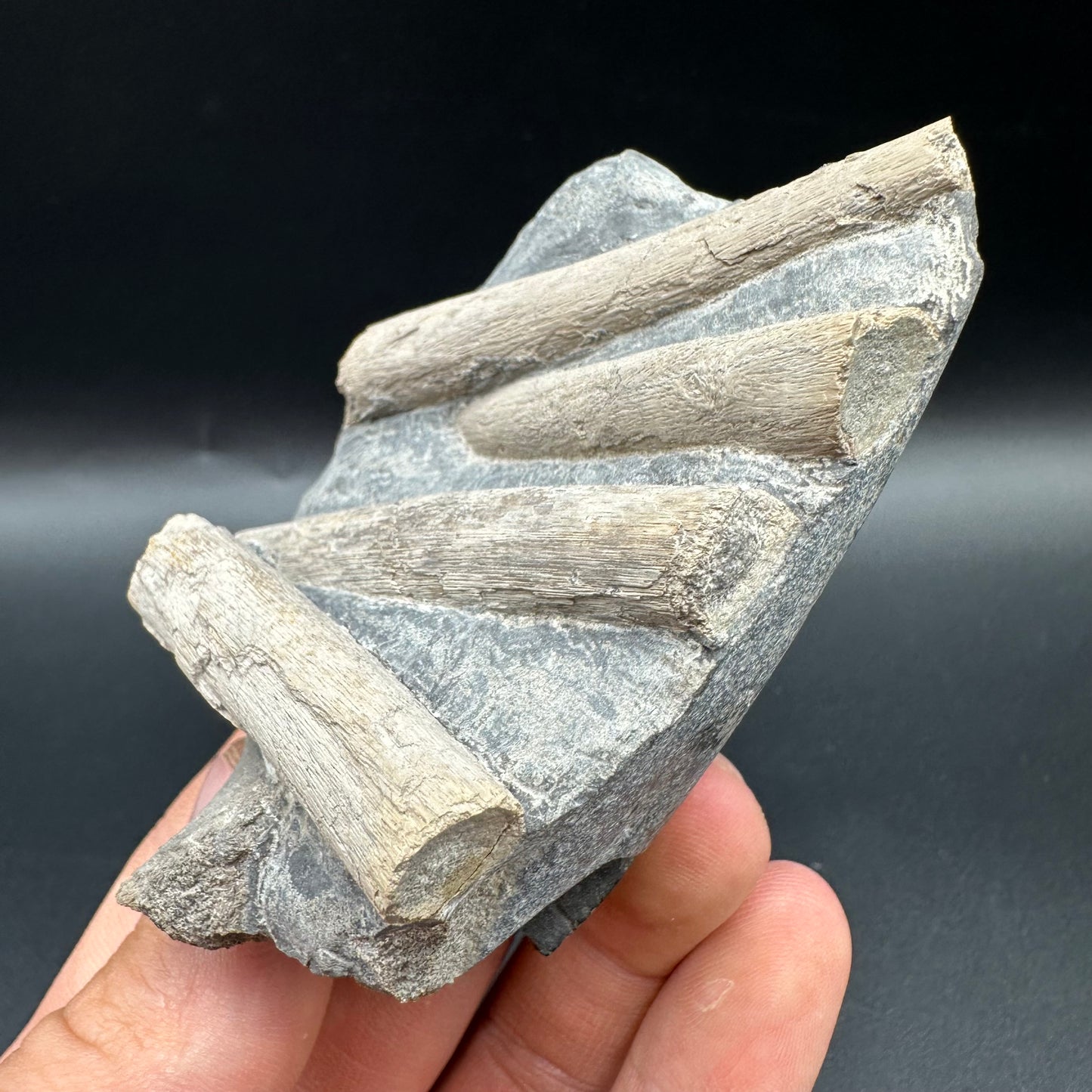 Ichthyosaur Rib fossil with box and stand - Whitby, North Yorkshire Jurassic Coast, Yorkshire fossils found on the Jurassic Coast