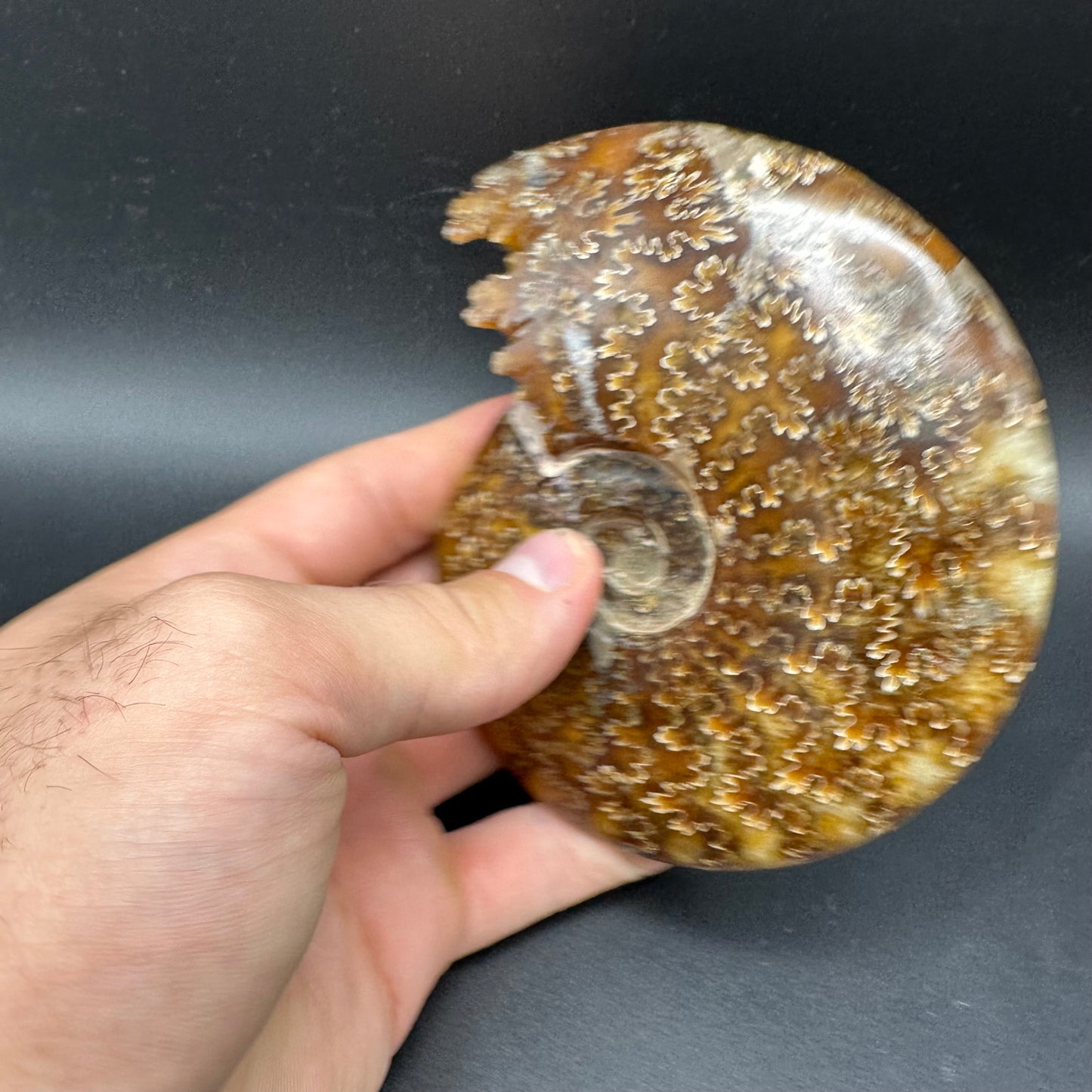 Cleoniceras Ammonite Fossil With Box And Stand - Cretaceous Ammonite Madagascar