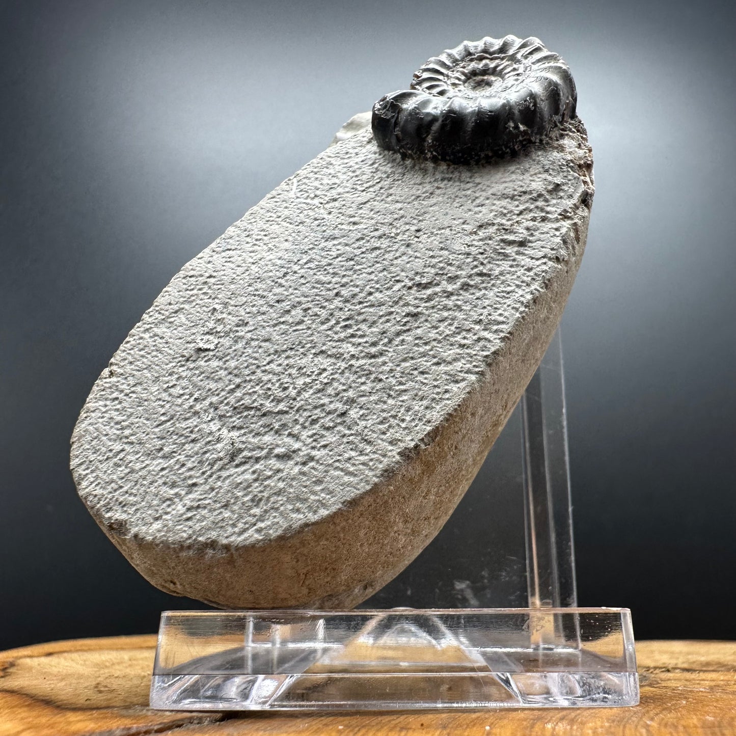 Androgynoceras maculatum ammonite fossil with box and stand - Whitby, North Yorkshire Jurassic Coast Yorkshire Fossils