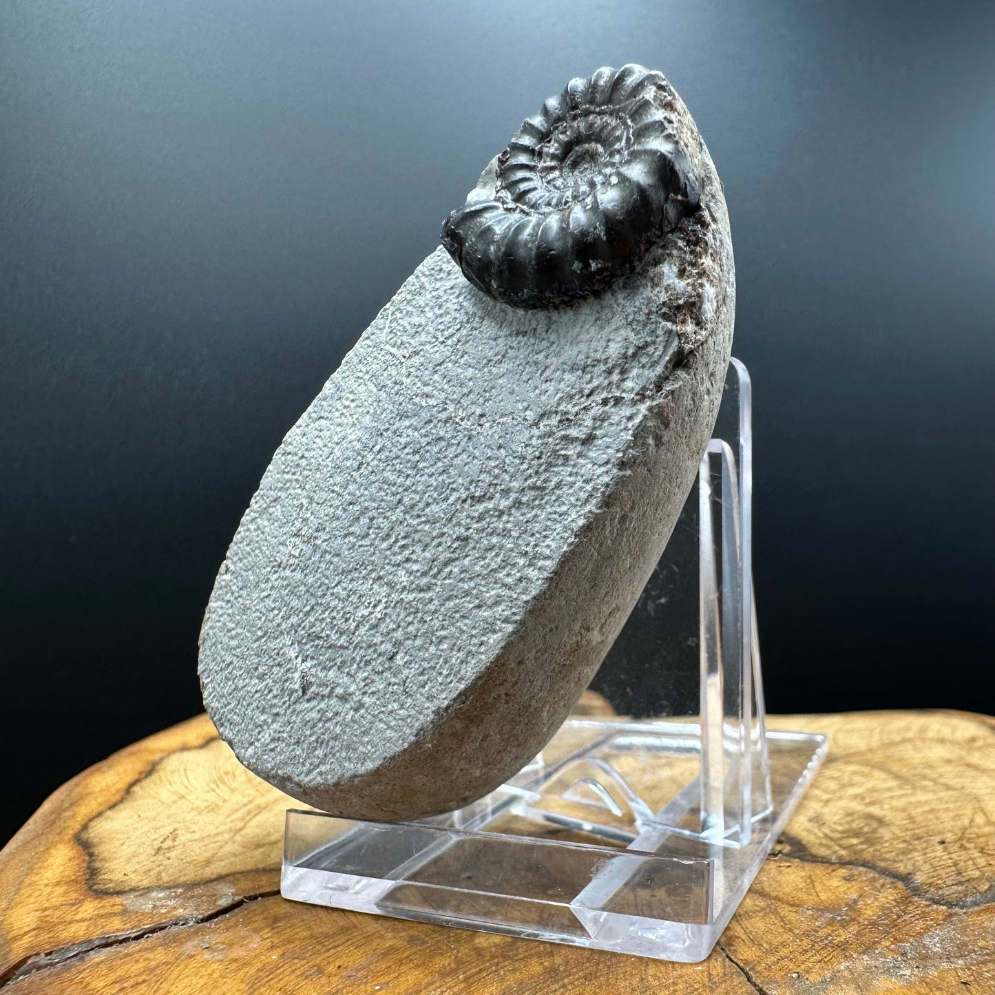 Androgynoceras maculatum ammonite fossil with box and stand - Whitby, North Yorkshire Jurassic Coast Yorkshire Fossils