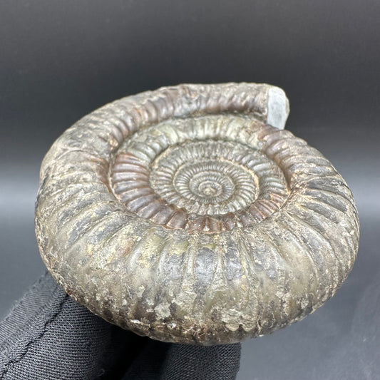 Dactylioceras Ammonite Fossil With Box And Stand - Whitby, North Yorkshire Jurassic Coast Yorkshire Fossils