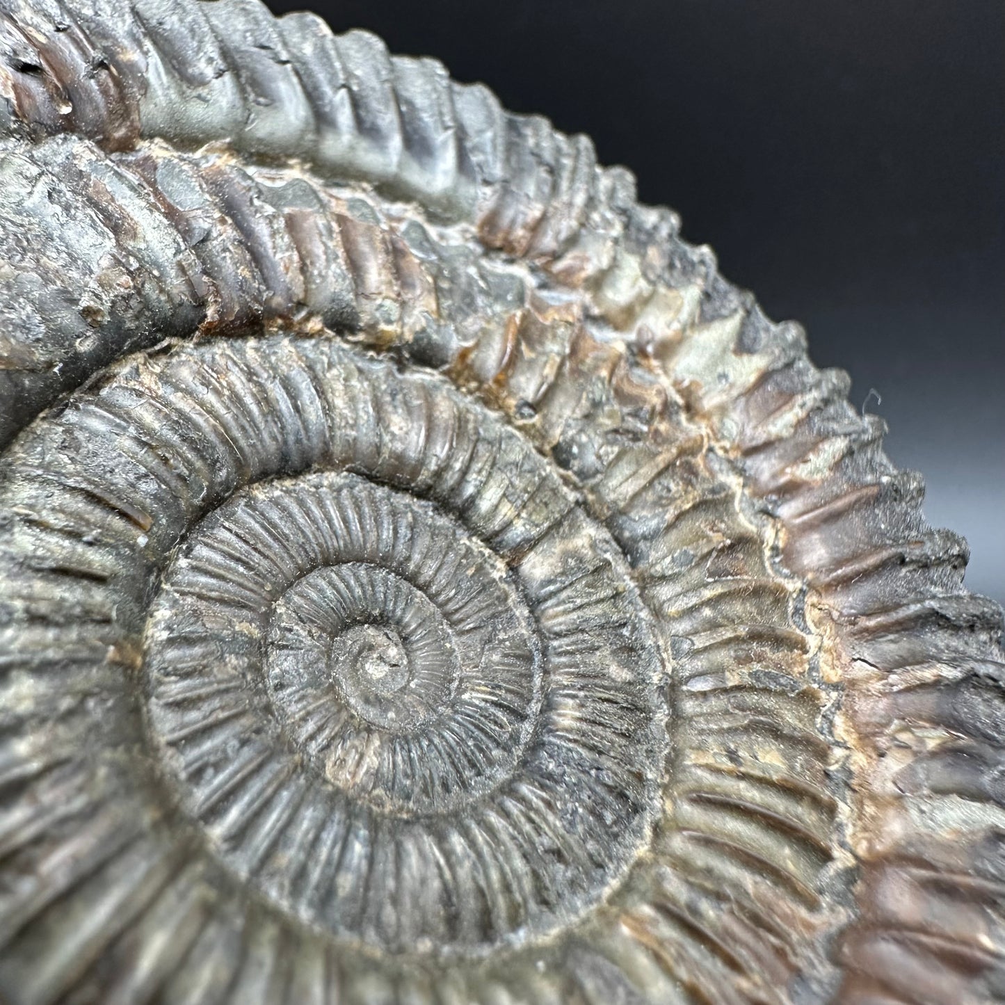 Dactylioceras Ammonite Fossil With Box And Stand - Whitby, North Yorkshire Jurassic Coast Yorkshire Fossils