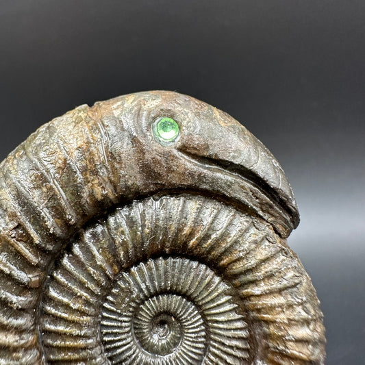Snakestone Ammonite Fossil With Bag/Box And Stand - Whitby, North Yorkshire Jurassic Coast Yorkshire Fossils