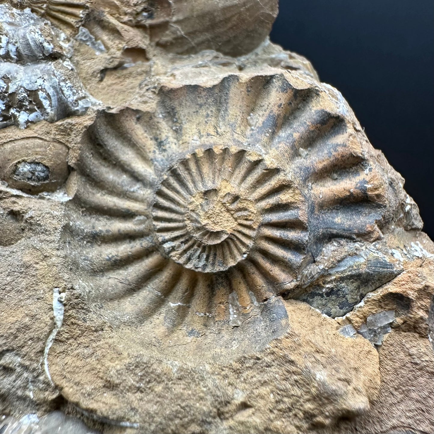 Androgynoceras capricornus Ammonite Fossil With Stand - Whitby, North Yorkshire Jurassic Coast Yorkshire Fossils