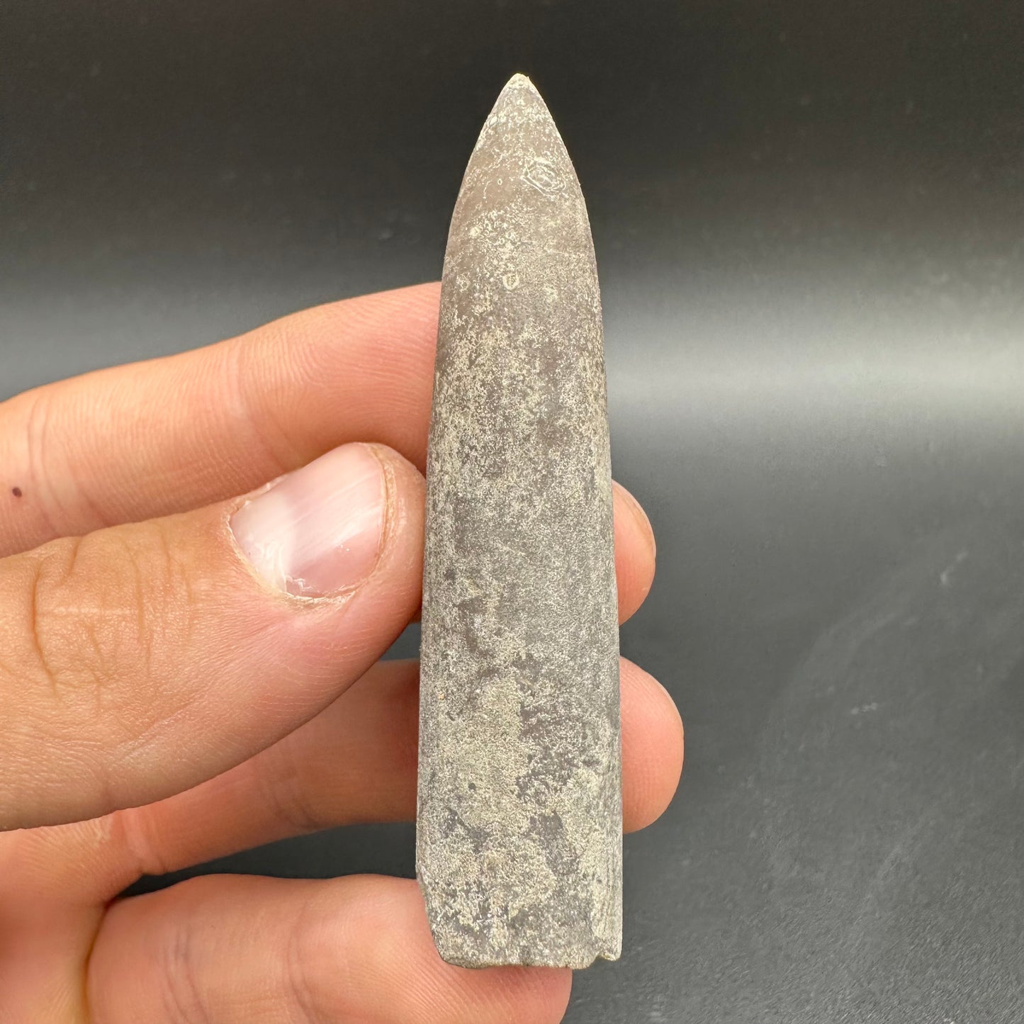 Belemnite (Fossil Squid) shell fossil - Whitby, North Yorkshire Jurassic Coast Yorkshire Fossils