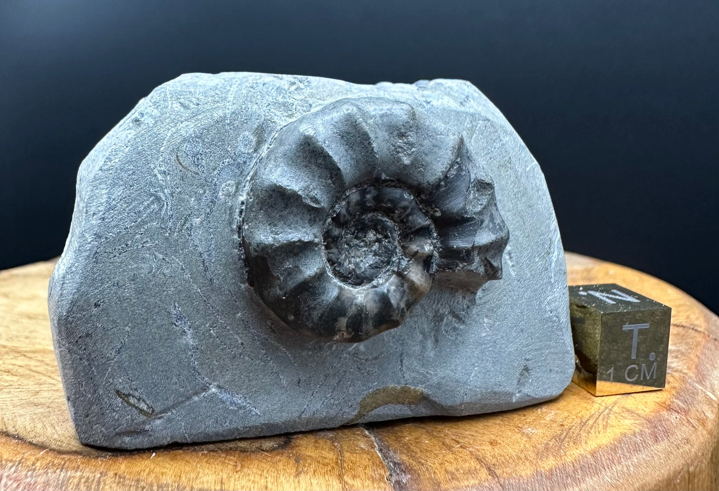 Eugassiceras Ammonite shell fossil with box and stand - Whitby, North Yorkshire Jurassic Coast Yorkshire Fossils