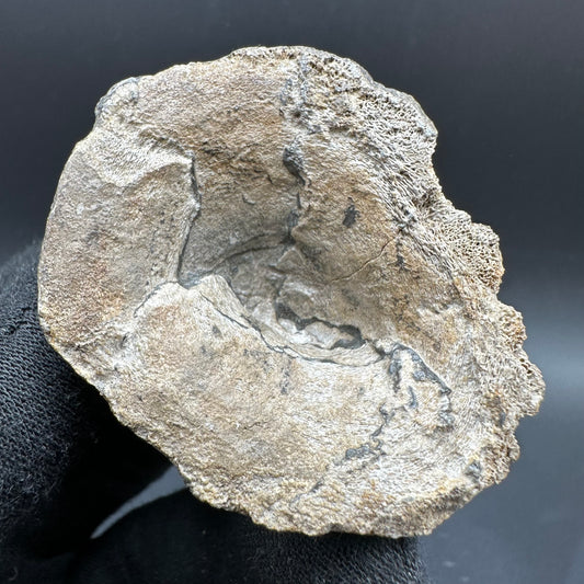 Ichthyosaur Vertebra fossil with box and stand - Whitby, North Yorkshire Jurassic Coast, Yorkshire fossils found on the Jurassic Coast