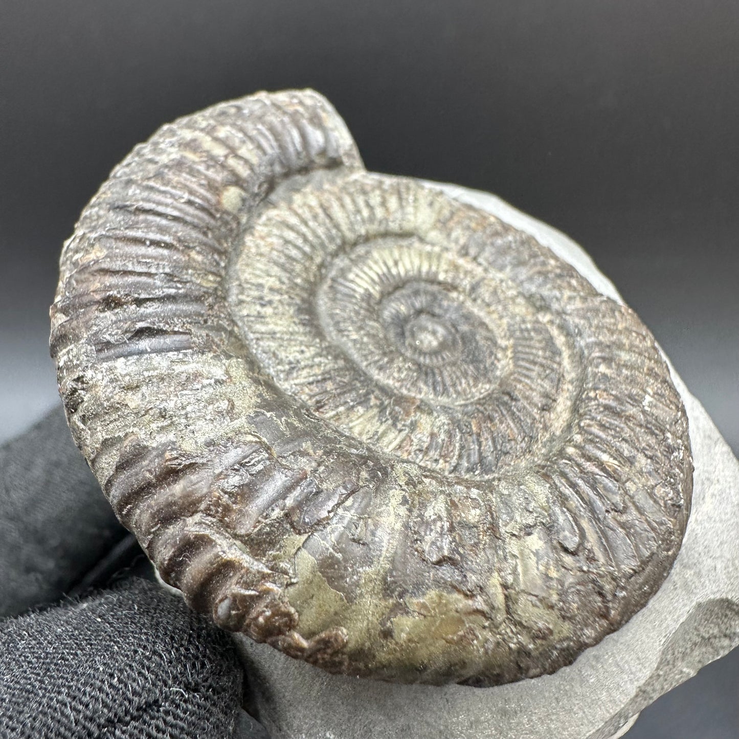 Dactylioceras Ammonite Fossil With Box And Stand - Whitby, North Yorkshire Jurassic Coast Yorkshire Fossils