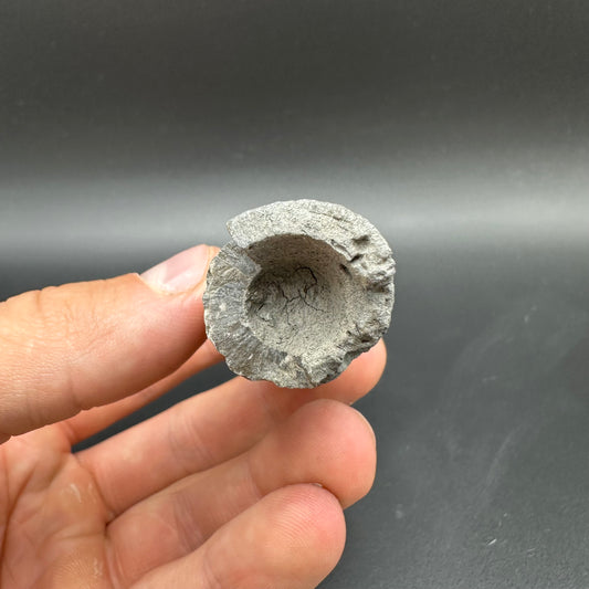 Belemnite (Fossil Squid) shell fossil - Whitby, North Yorkshire Jurassic Coast Yorkshire Fossils