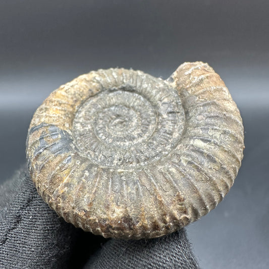 Dactylioceras Ammonite Fossil With Box And Stand - Whitby, North Yorkshire Jurassic Coast Yorkshire Fossils