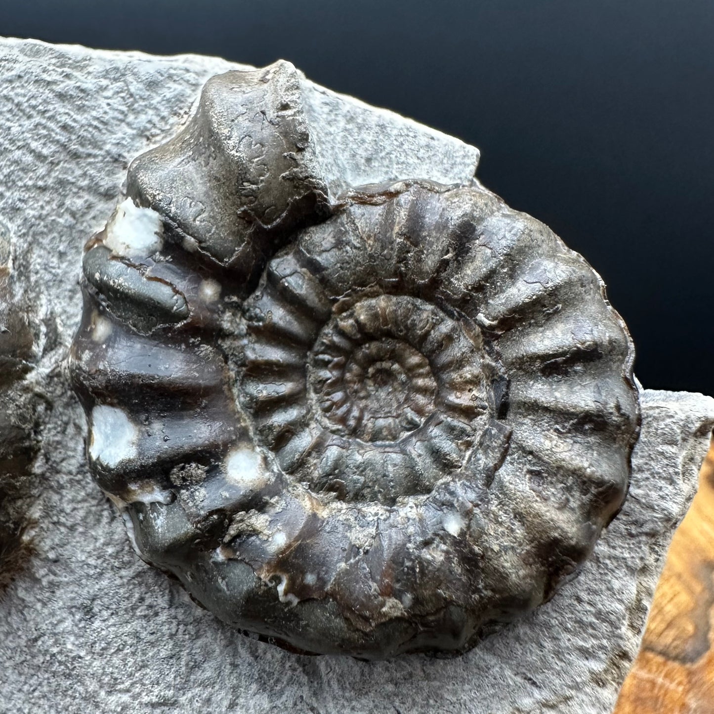 Androgynoceras maculatum ammonite fossil with box and stand - Whitby, North Yorkshire Jurassic Coast Yorkshire Fossils