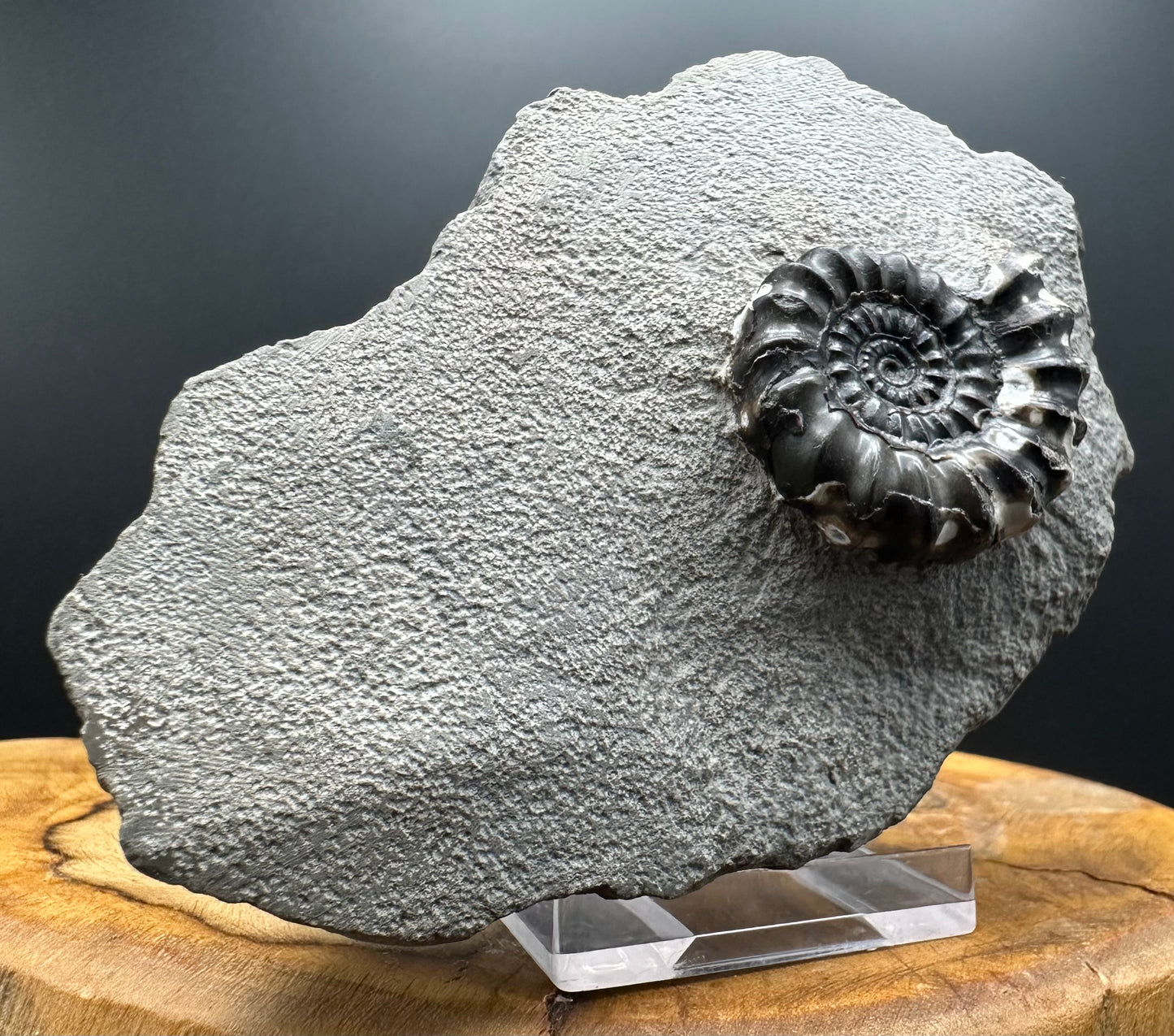 Androgynoceras maculatum ammonite fossil with box and stand - Whitby, North Yorkshire Jurassic Coast Yorkshire Fossils