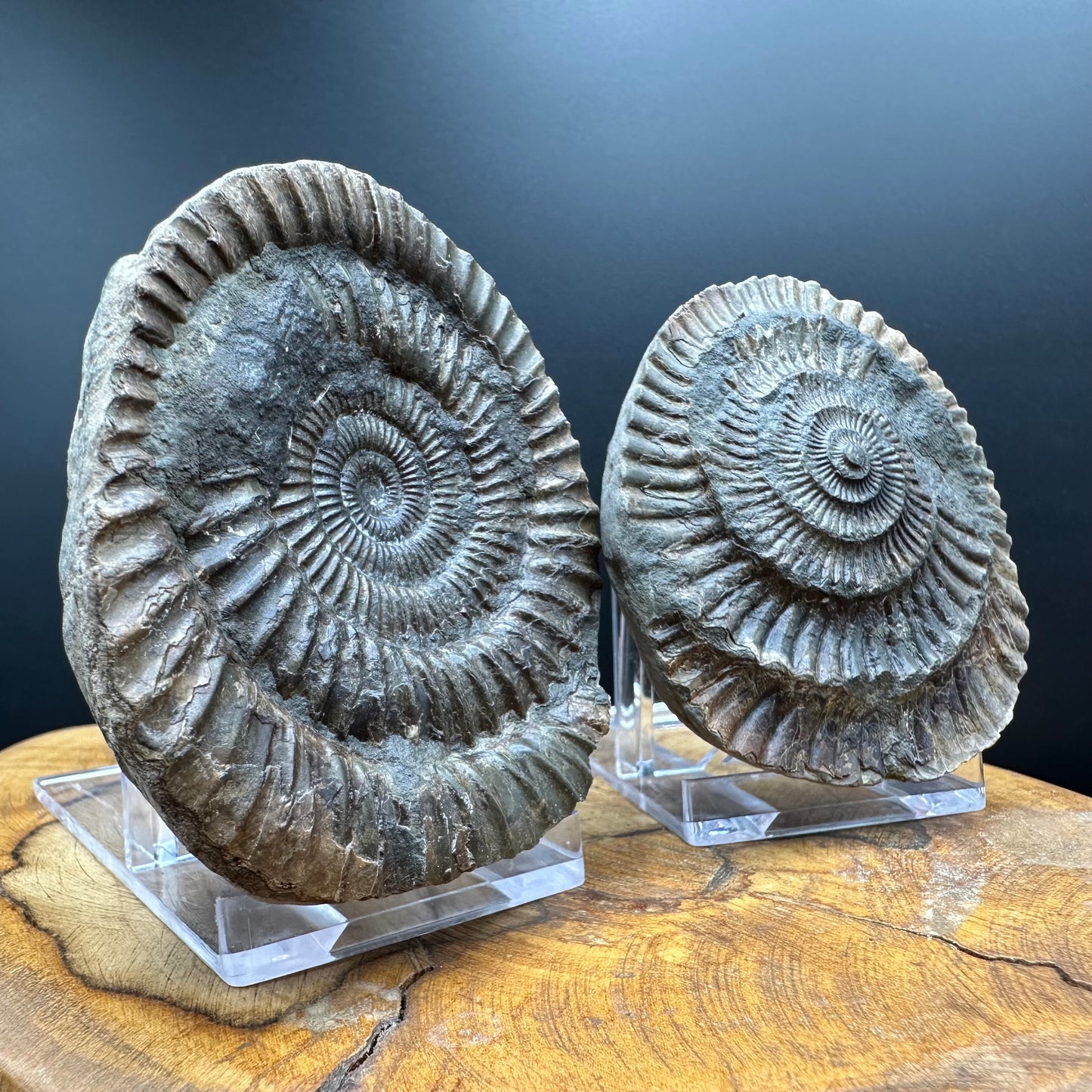 Dactylioceras Ammonite nodule (split pair) Fossil With Box And Stand - Whitby, North Yorkshire Jurassic Coast Yorkshire Fossils