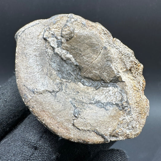 Ichthyosaur Vertebra fossil with box and stand - Whitby, North Yorkshire Jurassic Coast, Yorkshire fossils found on the Jurassic Coast