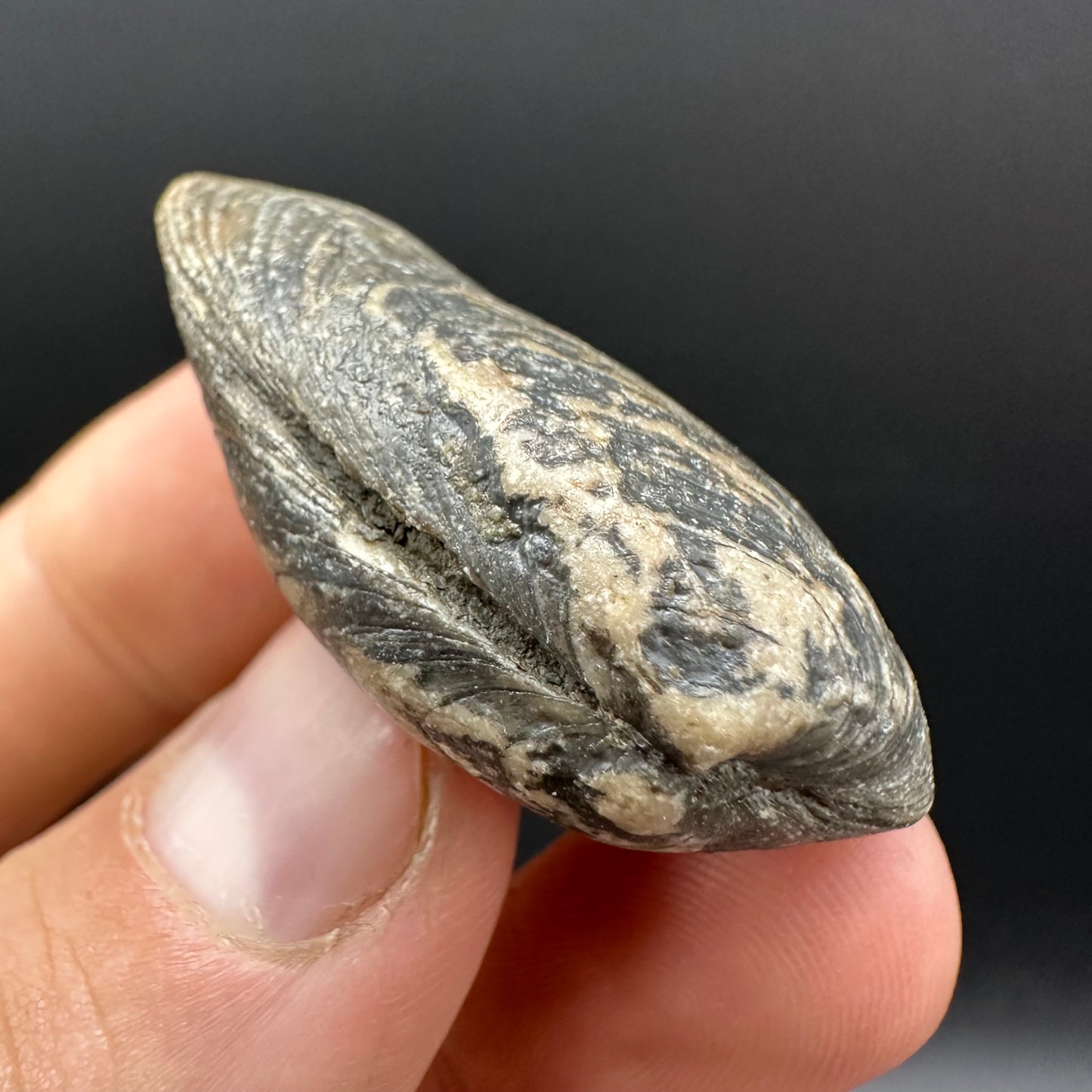 Shell fossil with box and stand - Whitby, North Yorkshire, Jurassic Coast, Yorkshire Fossils
