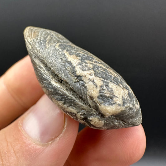 Shell fossil with box and stand - Whitby, North Yorkshire, Jurassic Coast, Yorkshire Fossils