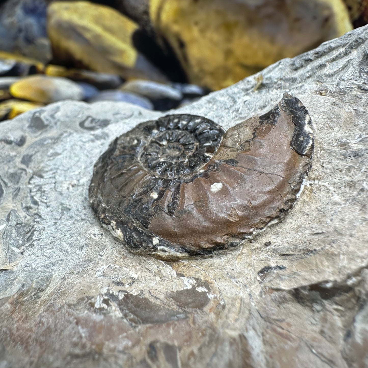 Amaltheus subnodosus ammonite fossil - Whitby, North Yorkshire Jurassic Coast, Yorkshire Fossils