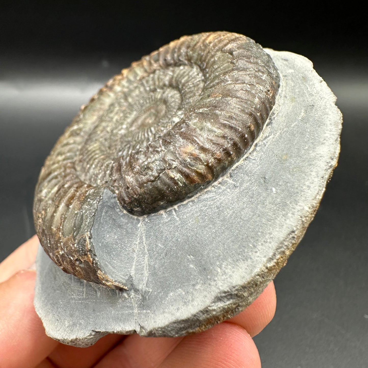 Dactylioceras Ammonite Fossil With Box And Stand - Whitby, North Yorkshire Jurassic Coast Yorkshire Fossils