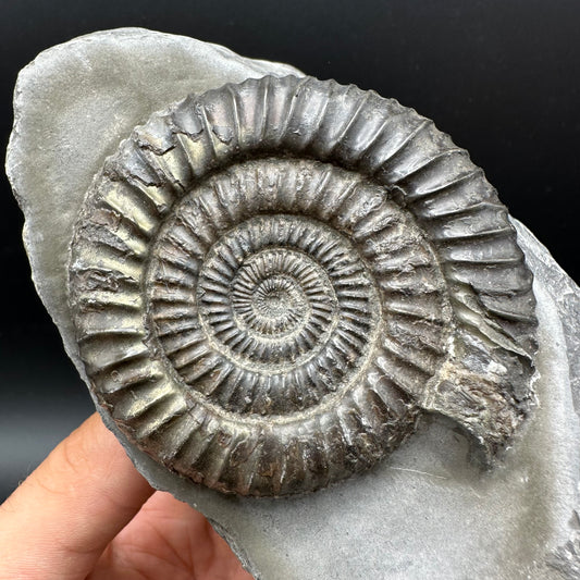 Dactylioceras Ammonite Fossil With Stand - Whitby, North Yorkshire Jurassic Coast Yorkshire Fossils