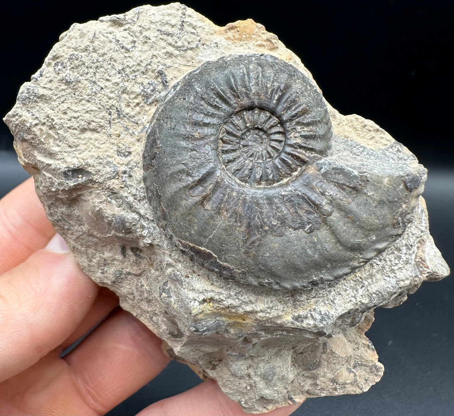 Amaltheus subnodosus Ammonite fossil with box and stand - Whitby, North Yorkshire Jurassic Coast Yorkshire Fossils
