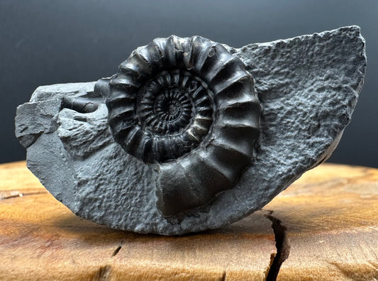 Gagaticeras Ammonite fossil with box and stand - Whitby, North Yorkshire Jurassic Coast Yorkshire Fossils