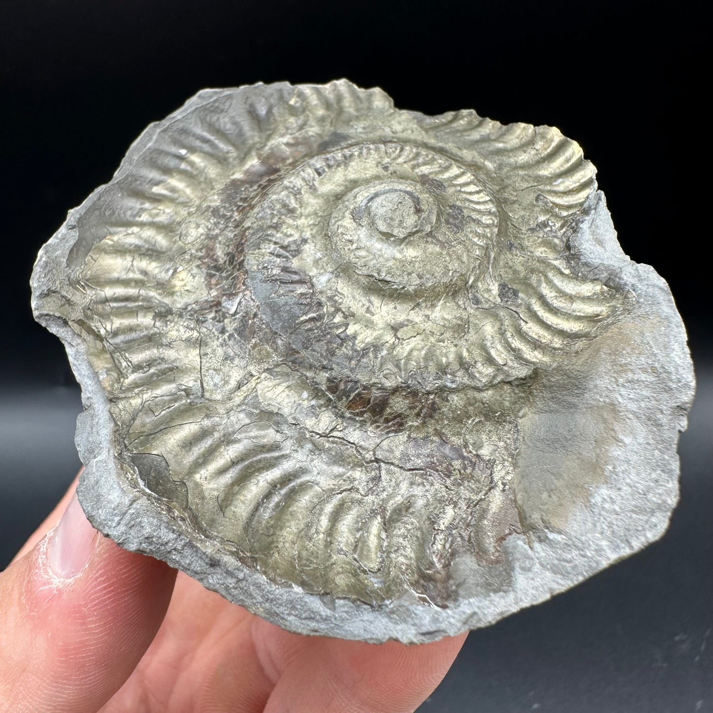 Golden Iron Pyrite Hildoceras lusitanicum Ammonite Nodule (split pair) Fossil With Box And Stand - Whitby, North Yorkshire Jurassic Coast Yorkshire Fossils