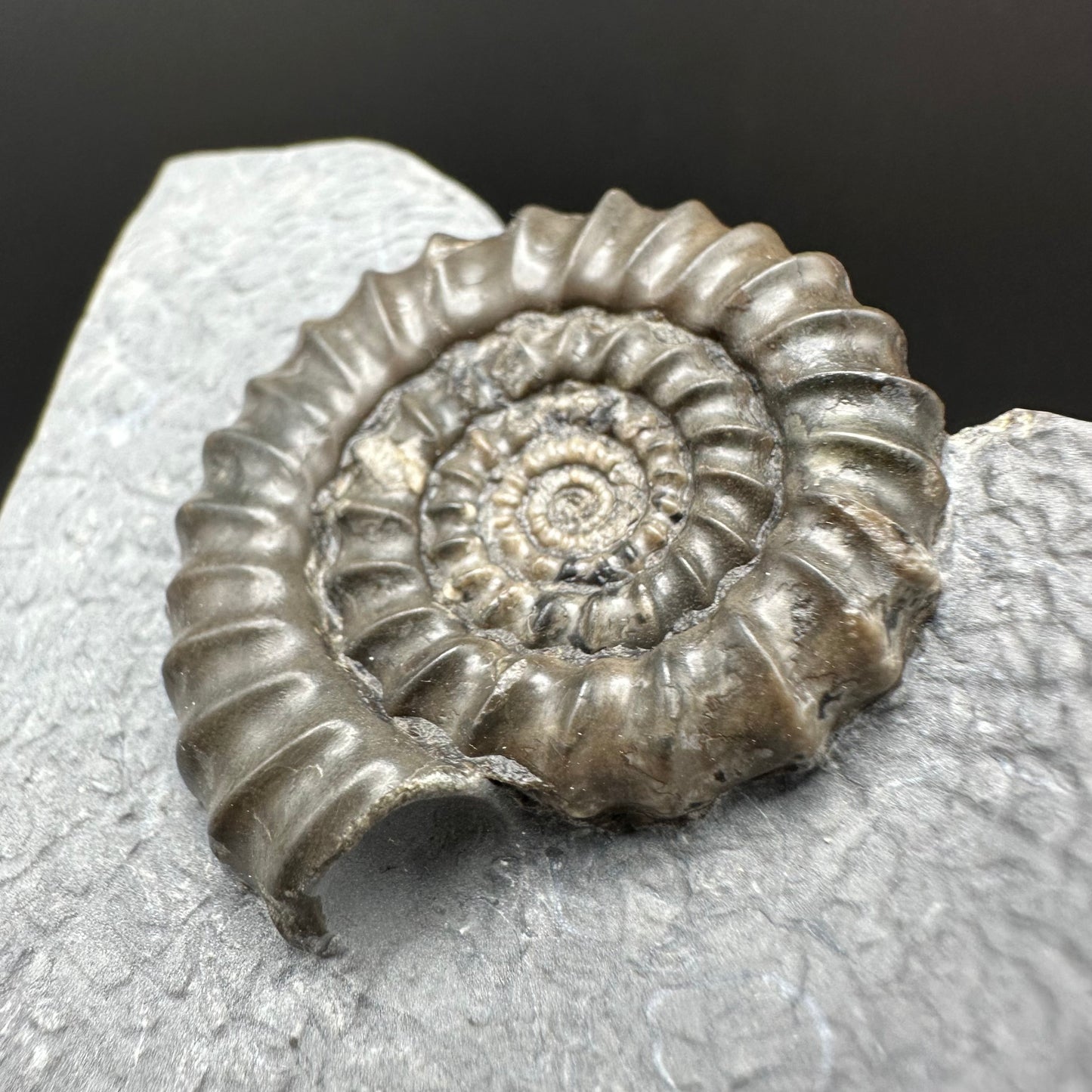 Gagaticeras Ammonite fossil with box and stand - Whitby, North Yorkshire Jurassic Coast Yorkshire Fossils