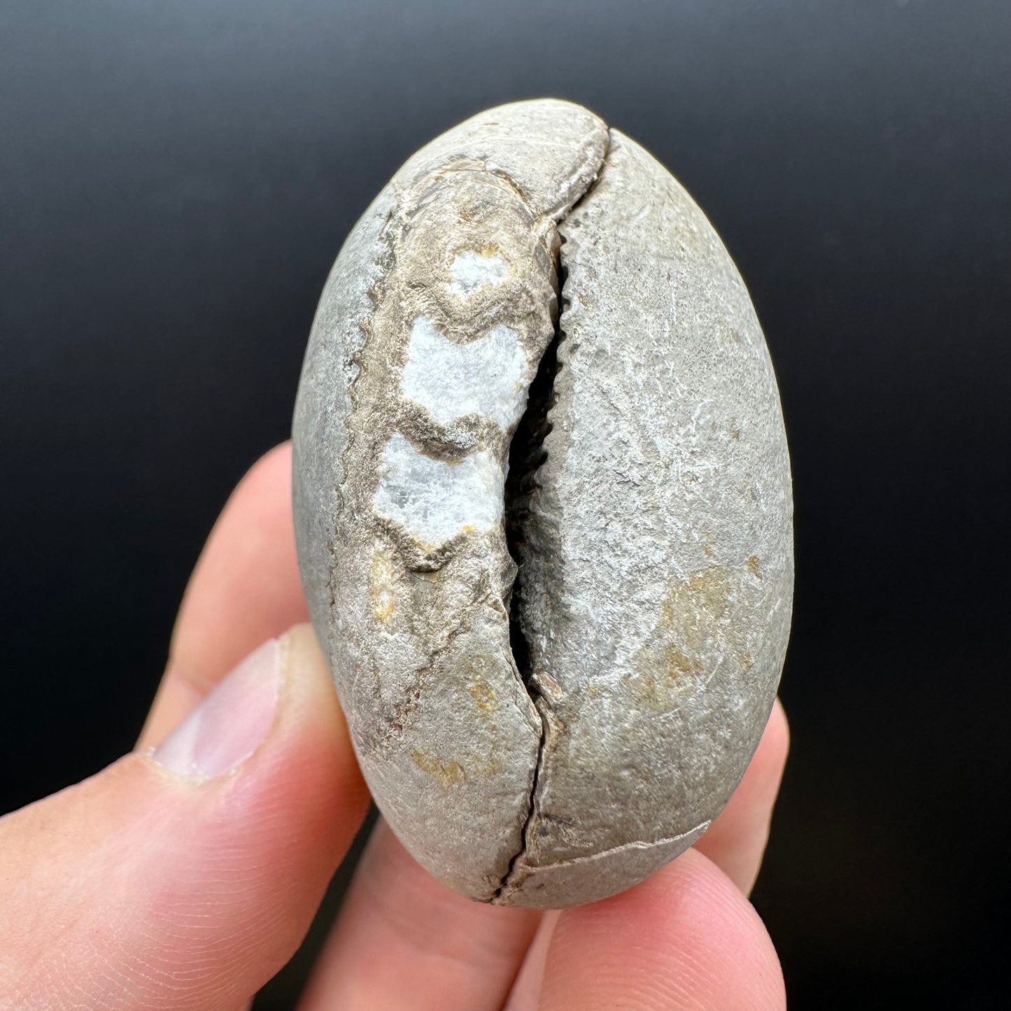 Dactylioceras Ammonite nodule (split pair) Fossil With Box And Stand - Whitby, North Yorkshire Jurassic Coast Yorkshire Fossils