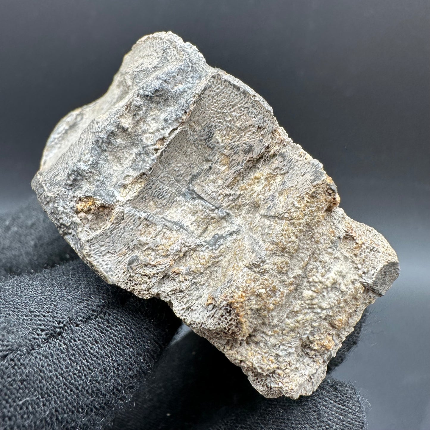 Ichthyosaur Vertebra fossil with box and stand - Whitby, North Yorkshire Jurassic Coast, Yorkshire fossils found on the Jurassic Coast