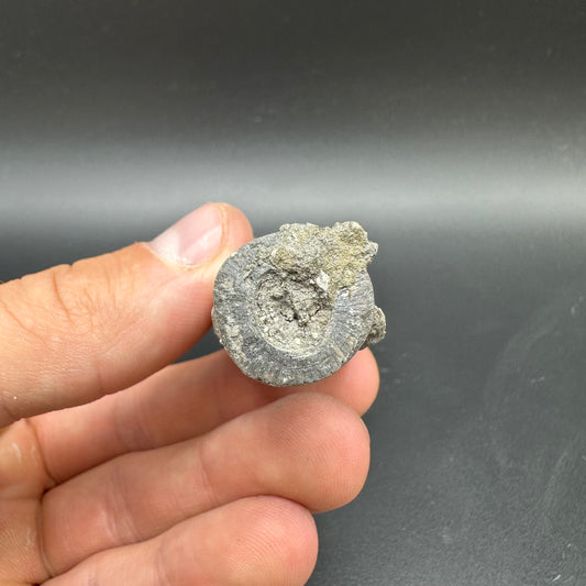 Belemnite (Fossil Squid) shell fossil - Whitby, North Yorkshire Jurassic Coast Yorkshire Fossils