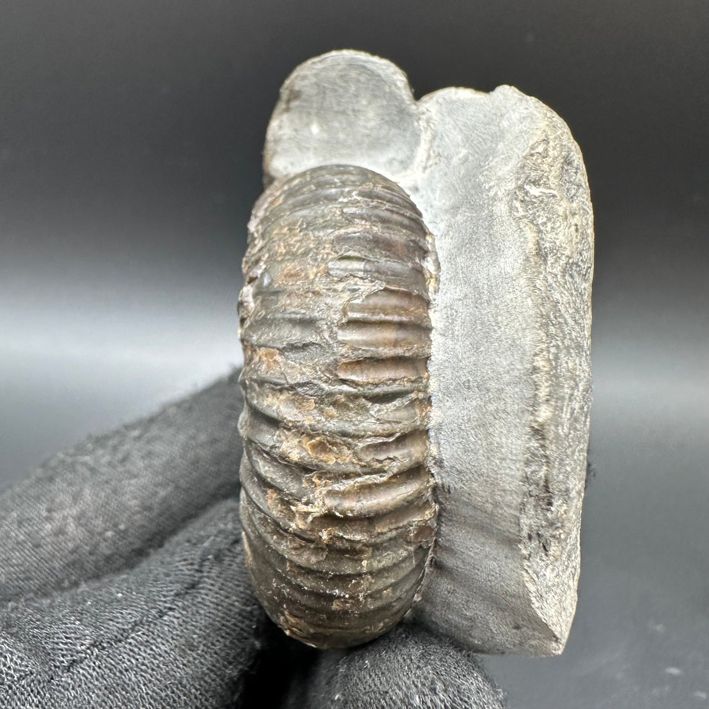 Catacoeloceras Sp. ammonite fossil with box and stand- Whitby, North Yorkshire Jurassic Coast Yorkshire Fossils
