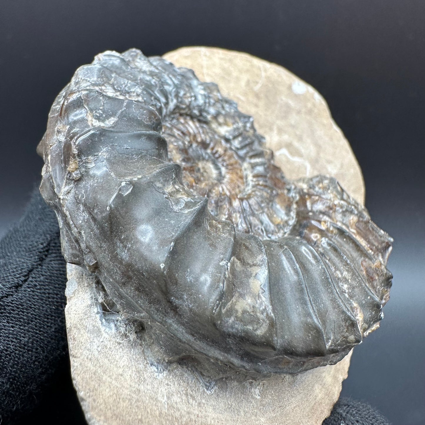 Pleuroceras paucicostatum ammonite fossil with box and stand - Whitby, North Yorkshire Jurassic Coast Yorkshire Fossils