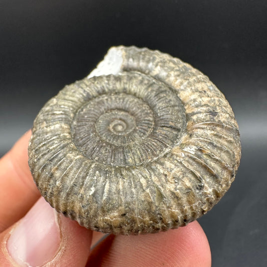 Dactylioceras Ammonite Fossil With Box And Stand - Whitby, North Yorkshire Jurassic Coast Yorkshire Fossils