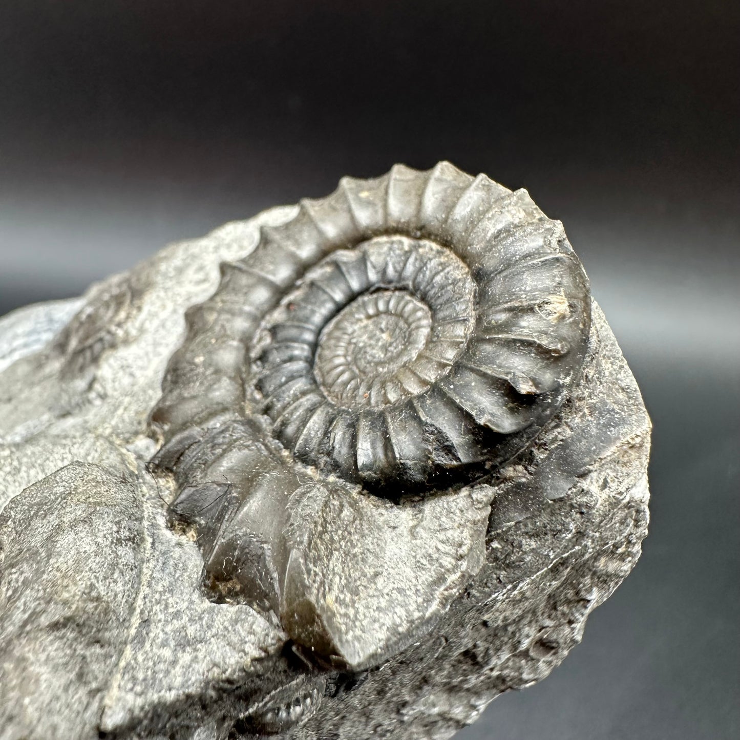 Arnioceras ammonite shell fossil with box and stand - Whitby, North Yorkshire Jurassic Coast Yorkshire Fossils