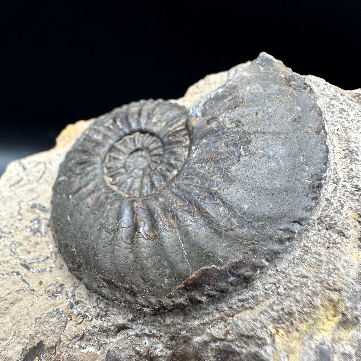 Amaltheus subnodosus Ammonite fossil with box and stand - Whitby, North Yorkshire Jurassic Coast Yorkshire Fossils