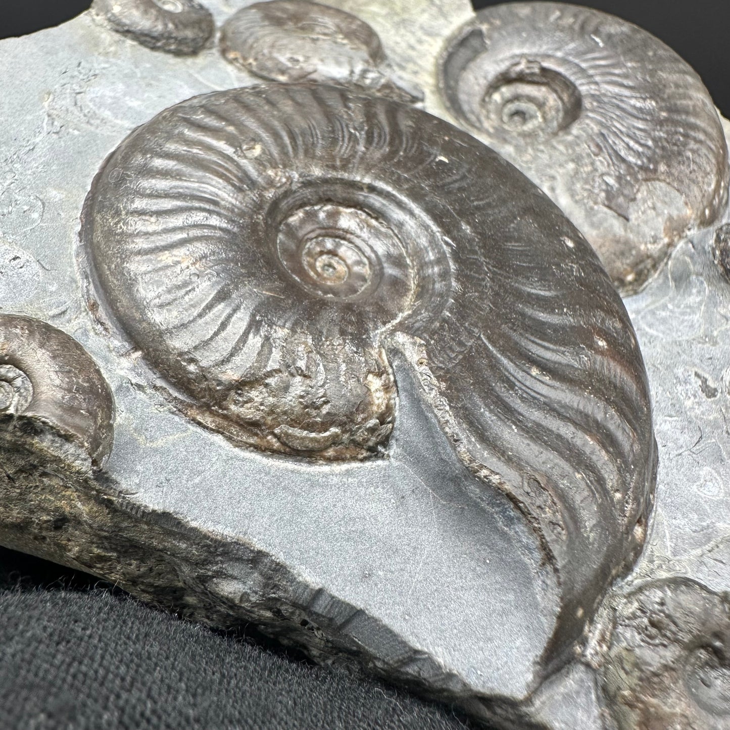 Eleganticeras Elegantulum ammonite fossil with stand - Whitby, North Yorkshire Jurassic Coast, Yorkshire Fossils