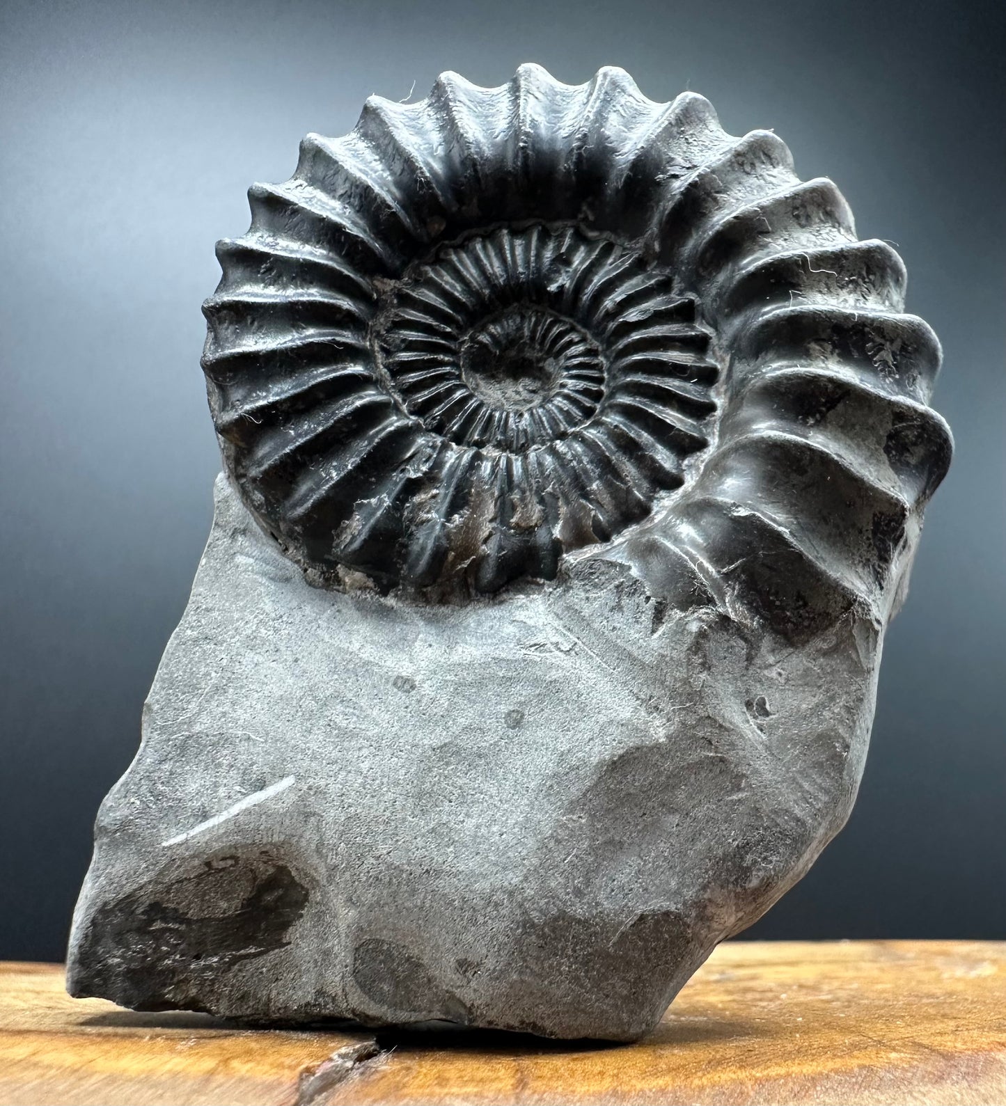 Pleuroceras hawskerense Ammonite fossil with box and stand - Whitby, North Yorkshire Jurassic Coast, Yorkshire fossils