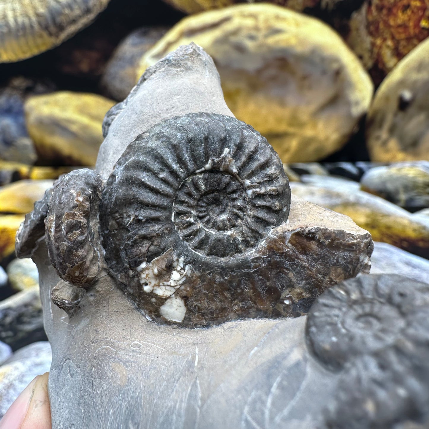 Amaltheus subnodosus ammonite fossil - Whitby, North Yorkshire
