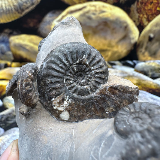 Amaltheus subnodosus ammonite fossil - Whitby, North Yorkshire
