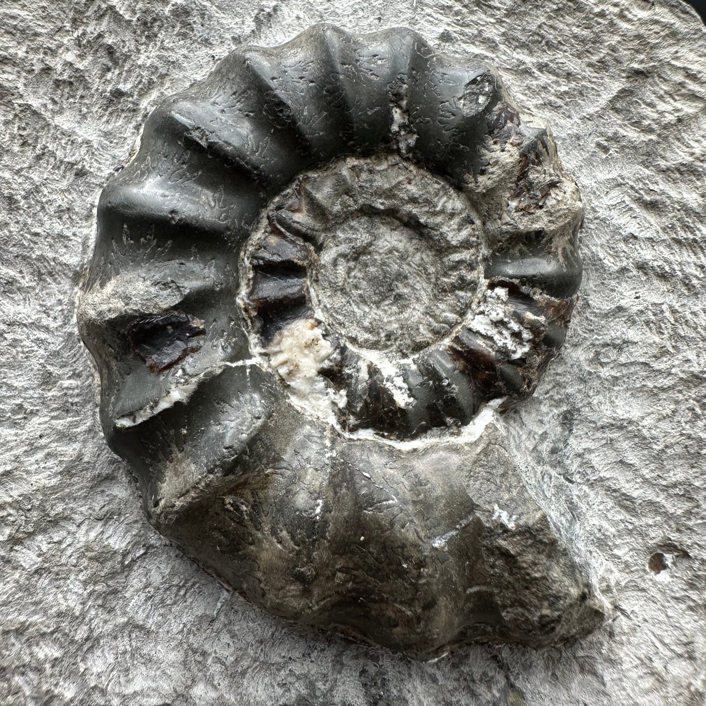 Androgynoceras maculatum ammonite fossil with box and stand - Whitby, North Yorkshire Jurassic Coast Yorkshire Fossils